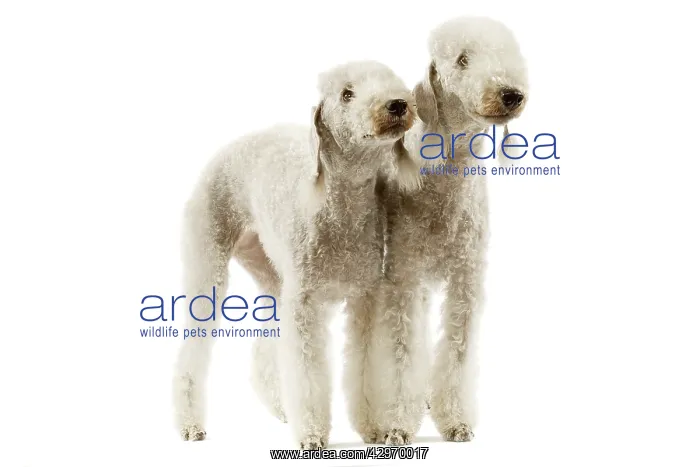  : Dog - Bedlington Terrier