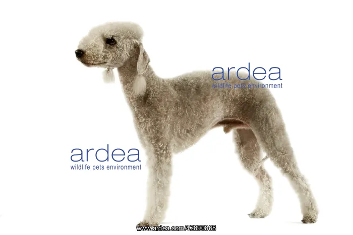 : Dog - Bedlington Terrier. Also known as Rothbury : Dog - Bedlington Terrier. Also known as Rothbury