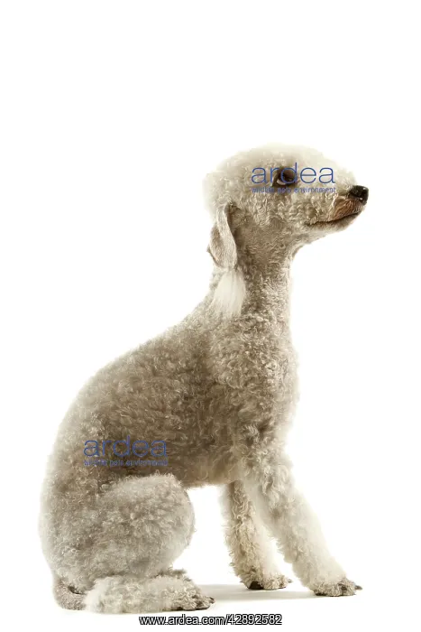 : Dog - Bedlington Terrier. Also known as Rothbury Terrier : Dog - Bedlington Terrier. Also known as Rothbury Terrier