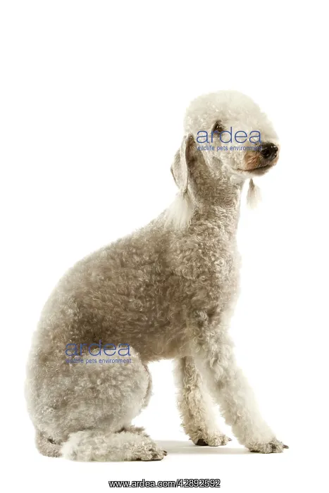 : Dog - Bedlington Terrier. Also known as Rothbury Terrier : Dog - Bedlington Terrier. Also known as Rothbury Terrier