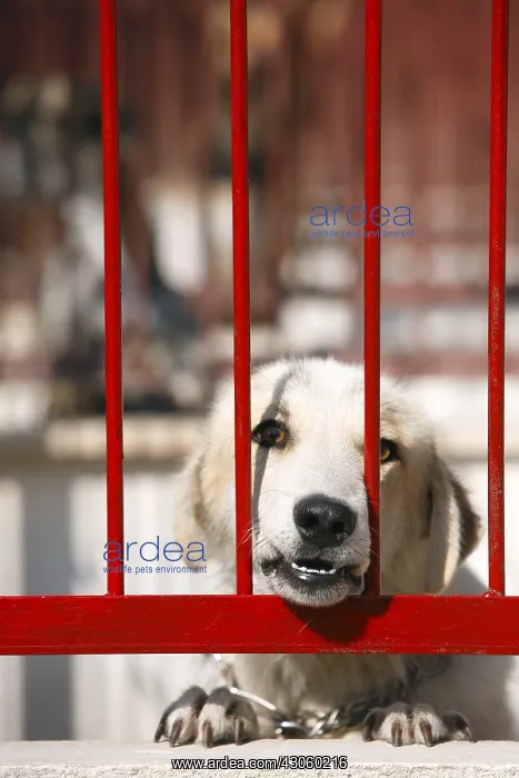 : Dog begging crossed in a pound Cuenca Spain : Dog begging crossed in a pound Cuenca Spain