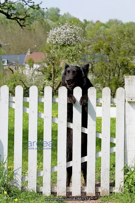 : Dog - Belgian Sheepdog / Groenendael - Peering over gate : Dog - Belgian Sheepdog / Groenendael - Peering over gate