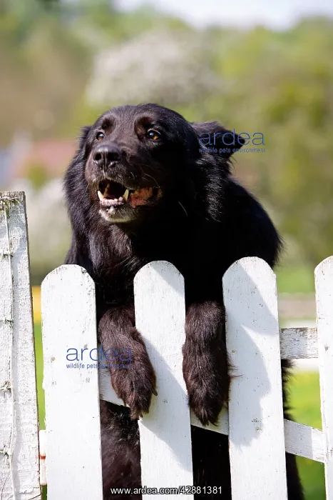 : Dog - Belgian Sheepdog / Groenendael - Peering over gate : Dog - Belgian Sheepdog / Groenendael - Peering over gate