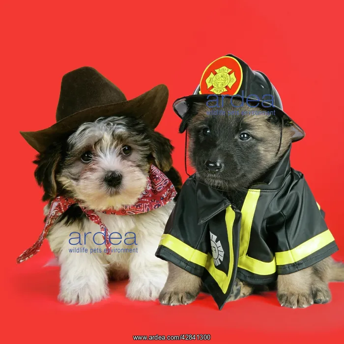  : DOG. Belgian Shephard (Tervuren) puppy dressed