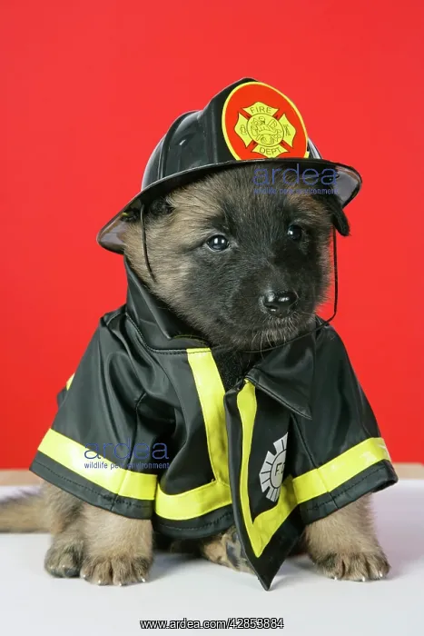 : DOG. Belgian Shephard (Tervuren) puppy dressed : DOG. Belgian Shephard (Tervuren) puppy dressed