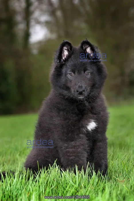 : Dog - Belgian Shepherd Dog Groenendael - puppy : Dog - Belgian Shepherd Dog Groenendael - puppy
