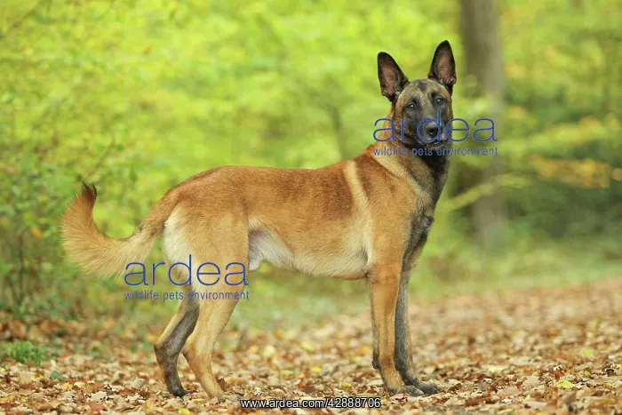  : Dog - Belgian Shepherd Dog  /  Malinois