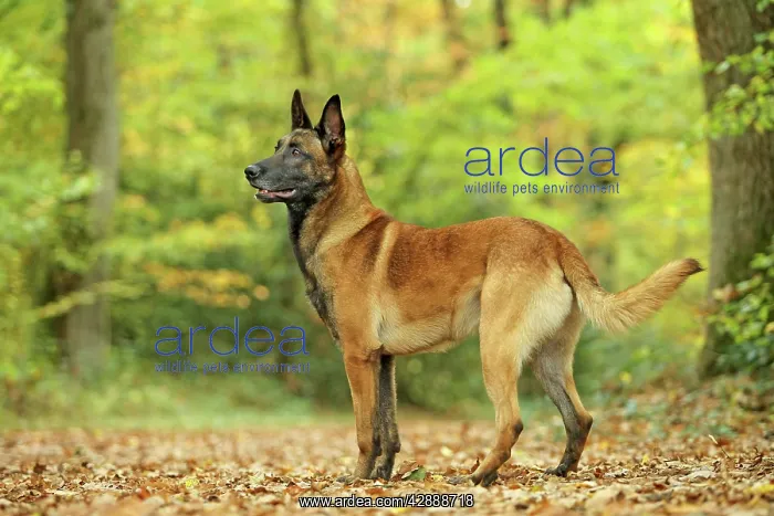  : Dog - Belgian Shepherd Dog  /  Malinois
