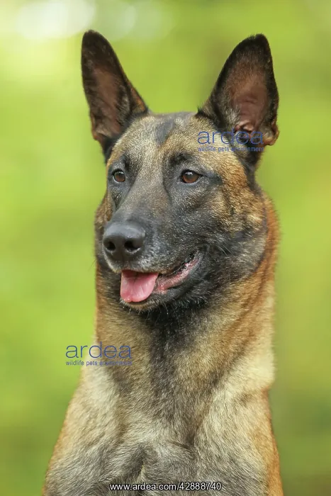  : Dog - Belgian Shepherd Dog  /  Malinois