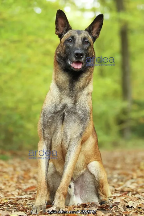  : Dog - Belgian Shepherd Dog  /  Malinois