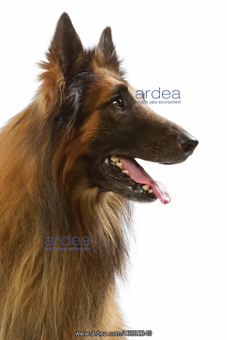 : Dog - Belgian Shepherd Dog / Tervuren : Dog - Belgian Shepherd Dog / Tervuren