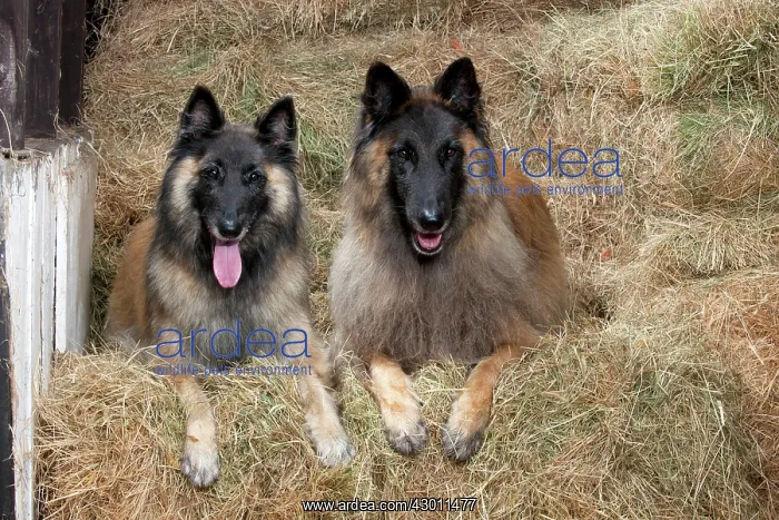  : DOG Belgian Shepherd dogs, ( Tervuren ), in hay