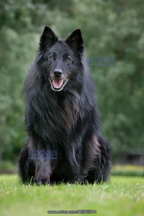 : Dog - Belgian Shepherd Groenendael : Dog - Belgian Shepherd Groenendael
