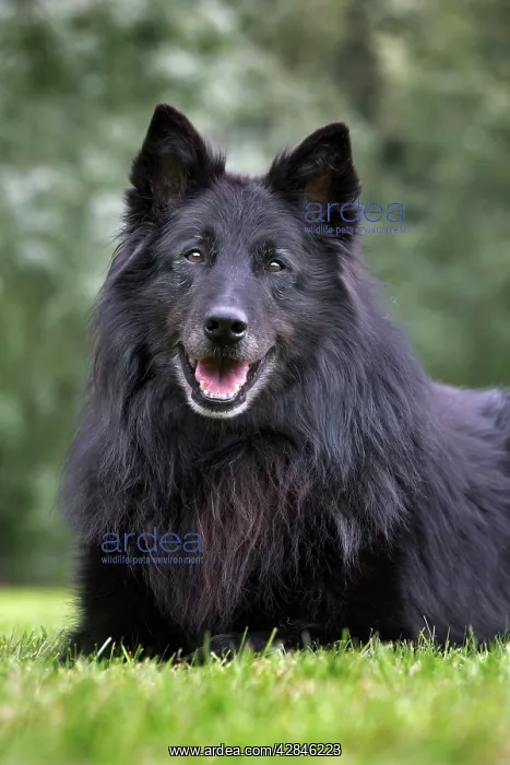 : Dog - Belgian Shepherd Groenendael : Dog - Belgian Shepherd Groenendael