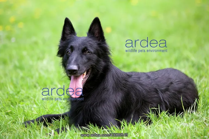 : Dog Belgian Shepherd (Groenendael) : Dog Belgian Shepherd (Groenendael)