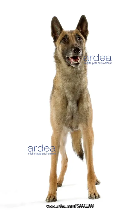 : Dog - Belgian Shepherd / Malinois : Dog - Belgian Shepherd / Malinois