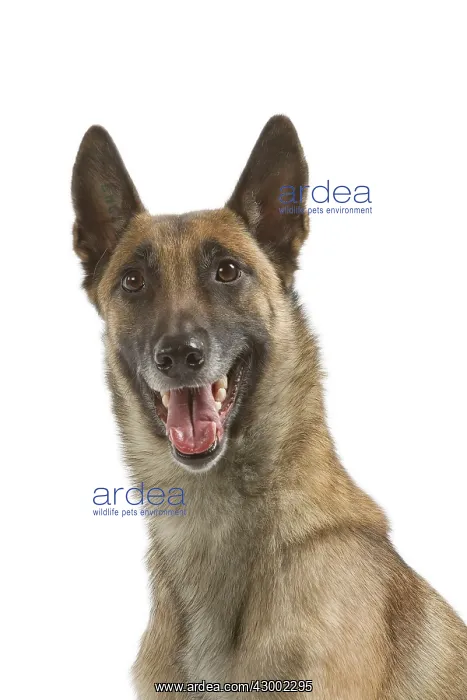 : Dog - Belgian Shepherd / Malinois : Dog - Belgian Shepherd / Malinois