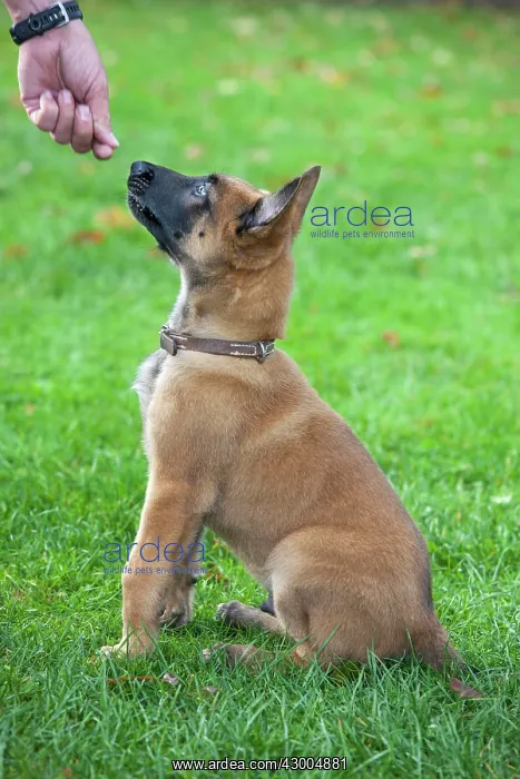 : Dog - Belgian Shepherd / Malinois : Dog - Belgian Shepherd / Malinois