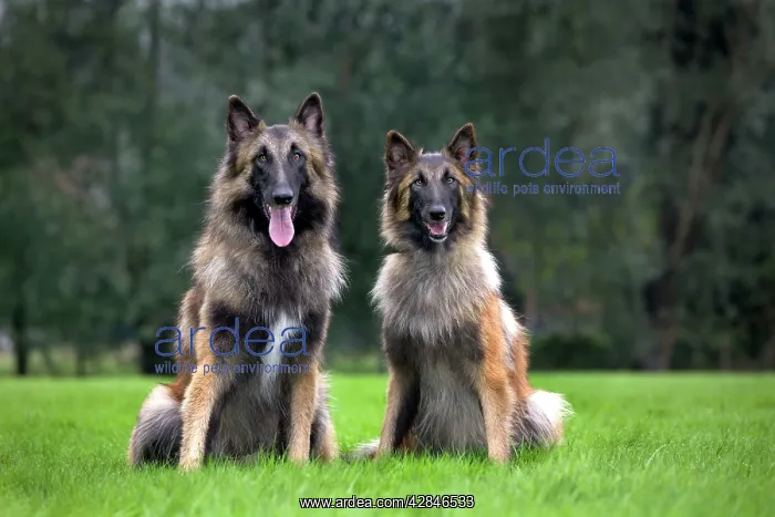  : Dog - Belgian Shepherd  /  Tervuren Dog