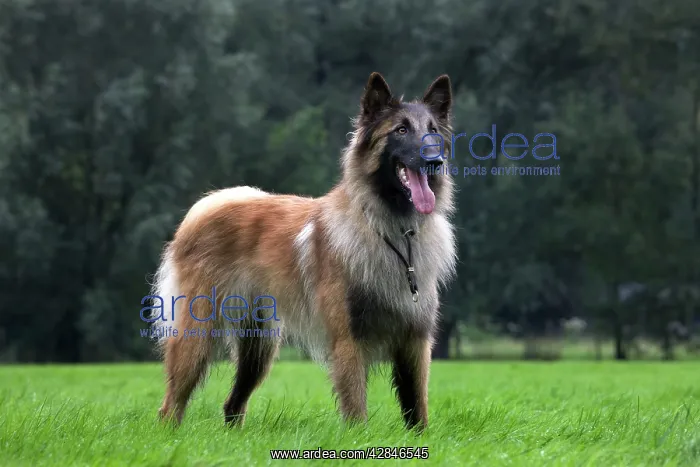  : Dog - Belgian Shepherd  /  Tervuren Dog