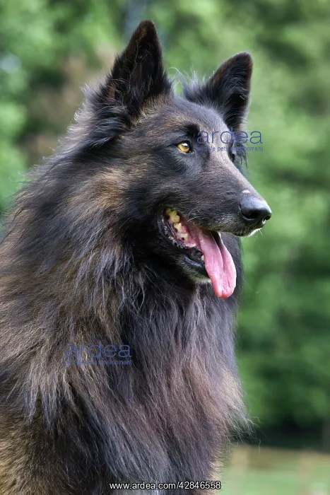  : Dog - Belgian Shepherd  /  Tervuren Dog