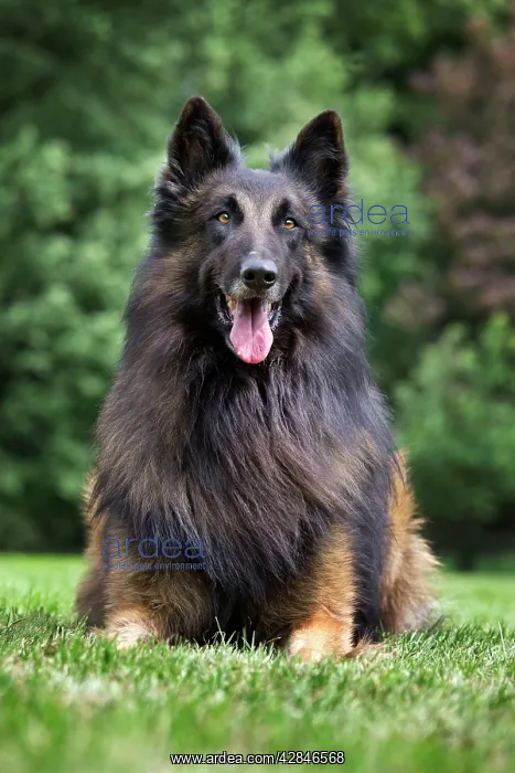  : Dog - Belgian Shepherd  /  Tervuren Dog
