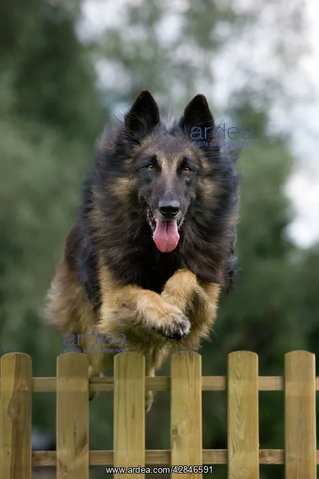  : Dog - Belgian Shepherd  /  Tervuren Dog jumping over fence