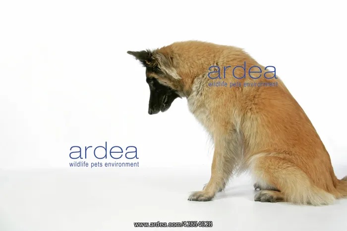 : DOG. Belgian Shepherd (Tervuren) dog looking down : DOG. Belgian Shepherd (Tervuren) dog looking down