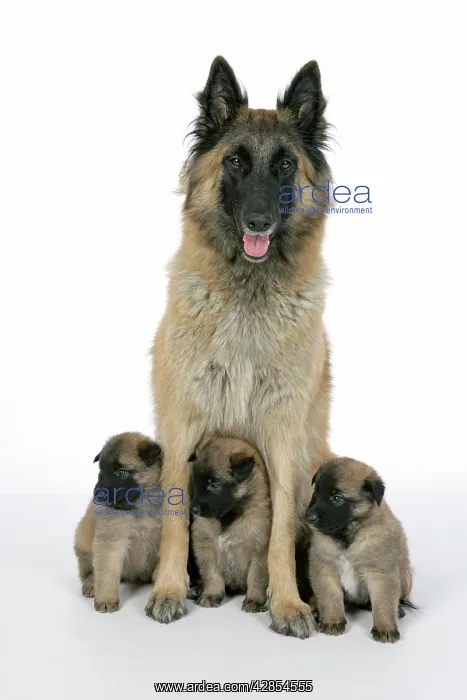  : DOG - Belgian Shepherd (Tervuren) dog with puppies