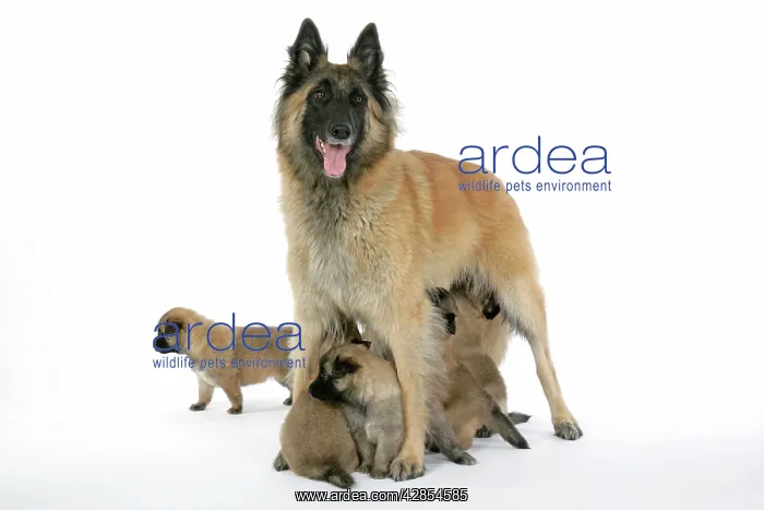  : DOG - Belgian Shepherd (Tervuren) dog with puppies