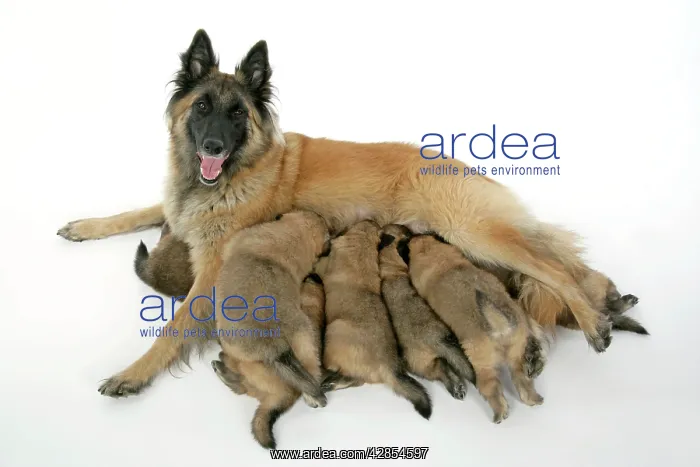 : DOG - Belgian Shepherd (Tervuren) dog with puppies feeding : DOG - Belgian Shepherd (Tervuren) dog with puppies feeding
