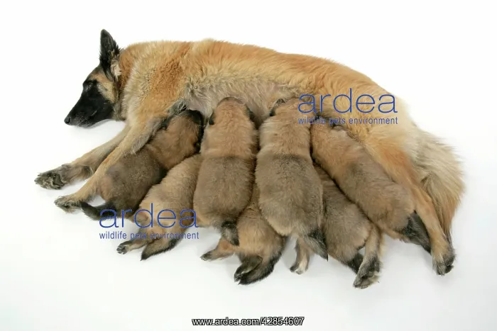 : DOG - Belgian Shepherd (Tervuren) dog with puppies feeding : DOG - Belgian Shepherd (Tervuren) dog with puppies feeding