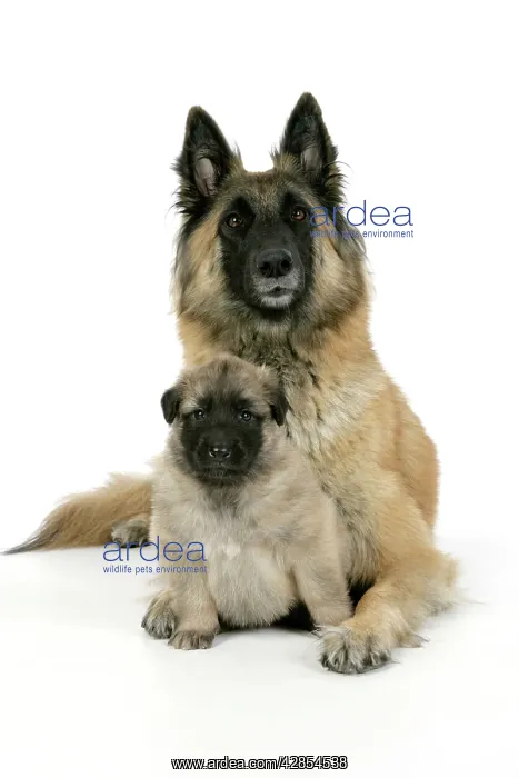  : DOG - Belgian Shepherd (Tervuren) dog with puppy