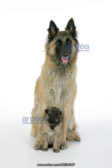  : DOG - Belgian Shepherd (Tervuren) dog with puppy