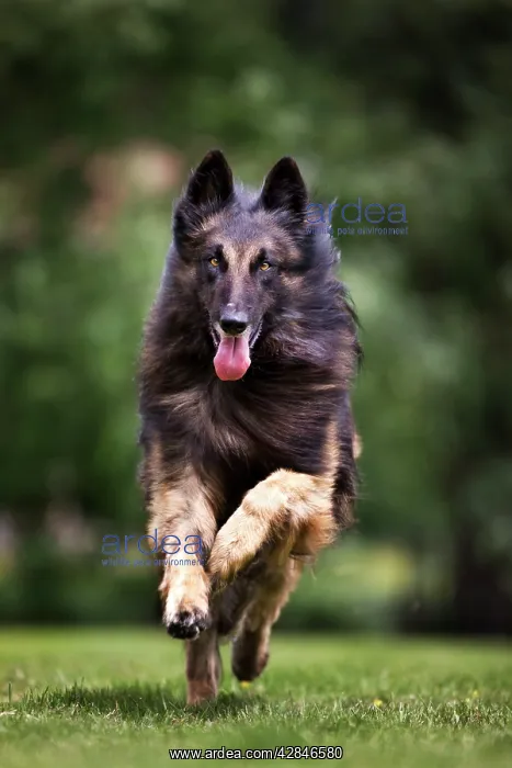  : Dog - Belgian Shepherd  /  Tervuren Dog running