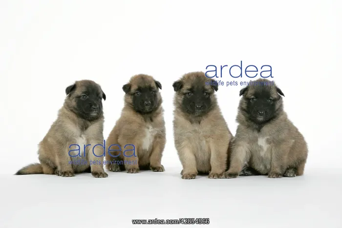  : DOG - Belgian Shepherd (Tervuren) puppies