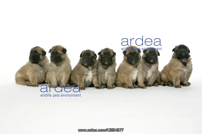  : DOG - Belgian Shepherd (Tervuren) puppies