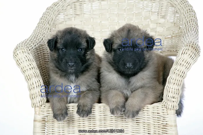  : DOG - Belgian Shepherd (Tervuren) puppies on chair