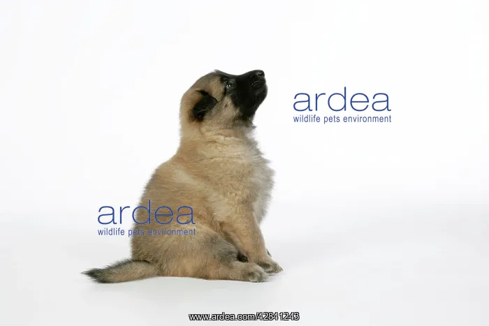: DOG - Belgian Shepherd (Tervuren) puppy : DOG - Belgian Shepherd (Tervuren) puppy