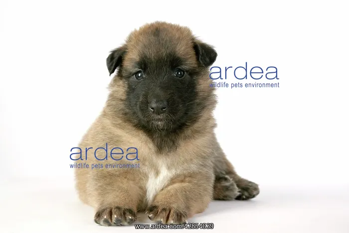  : DOG - Belgian Shepherd (Tervuren) puppy