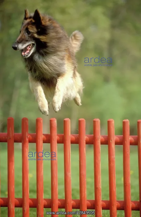  : DOG - Belgian Tervuren, jumping over fence