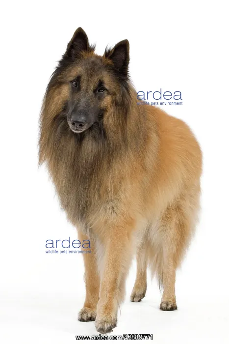  : Dog - Belgium Sheepdog  /  Tervuren