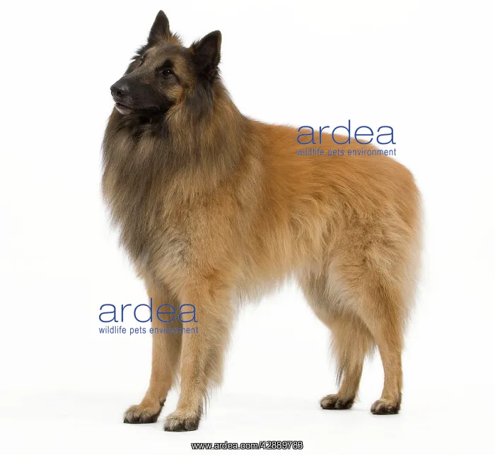 : Dog - Belgium Sheepdog  /  Tervuren