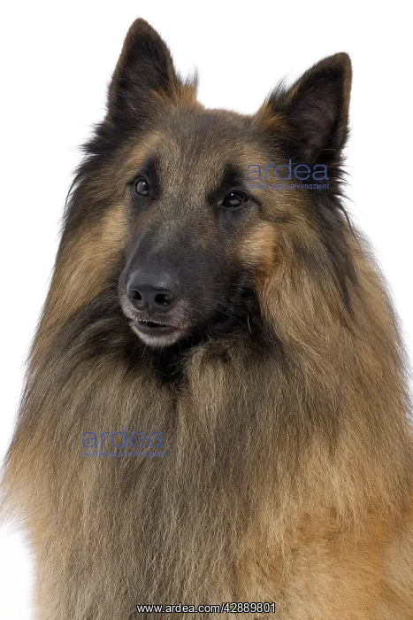  : Dog - Belgium Sheepdog  /  Tervuren