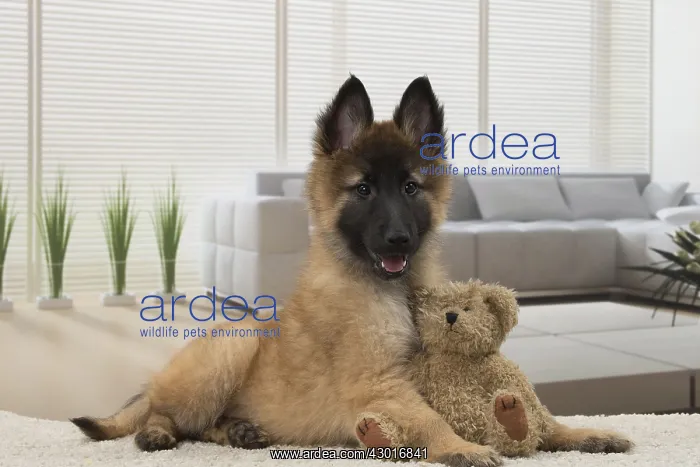  : Dog Belgium Shepherd  /  Tervuren
