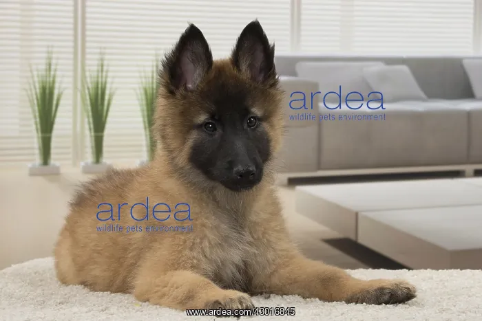  : Dog Belgium Shepherd  /  Tervuren