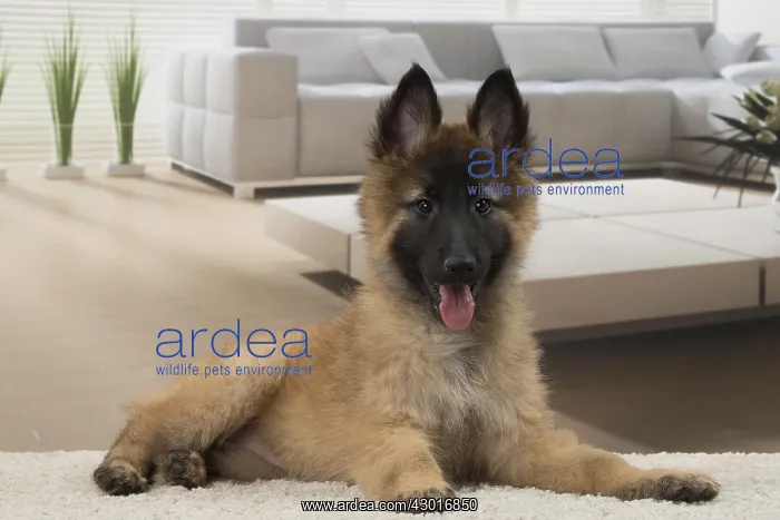  : Dog Belgium Shepherd  /  Tervuren