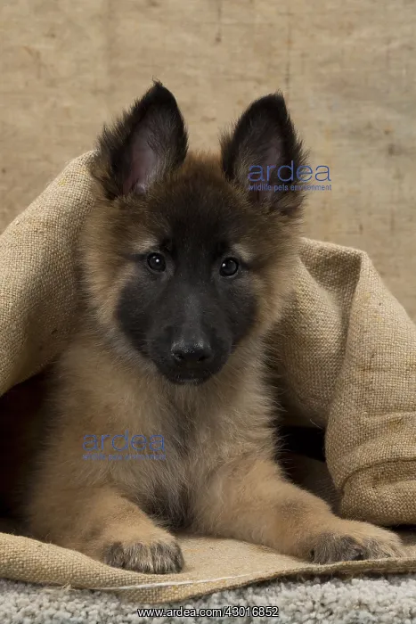  : Dog Belgium Shepherd  /  Tervuren