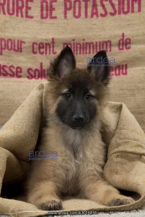  : Dog Belgium Shepherd  /  Tervuren