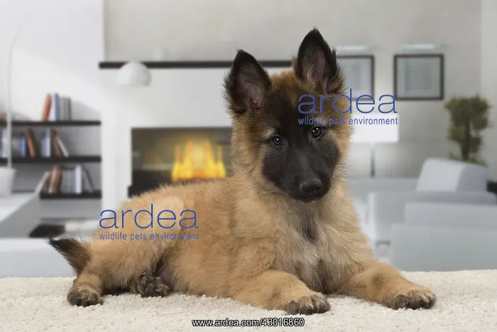 : Dog Belgium Shepherd  /  Tervuren